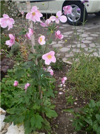 adb23f64-Picture 6589.jpg